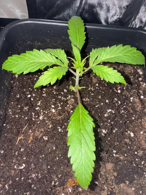 Jack Herer Sensi Seeds 3x (120x60). Week 3