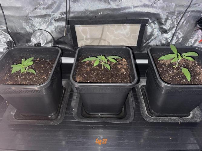 Jack Herer Sensi Seeds 3x (120x60). Week 3