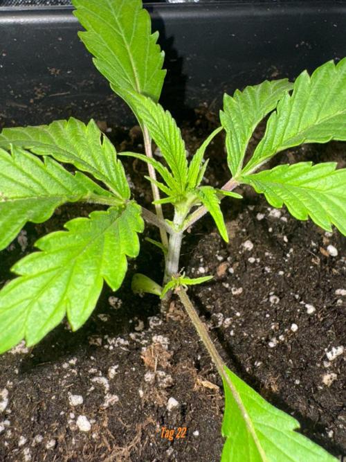 Jack Herer Sensi Seeds 3x (120x60). Week 3