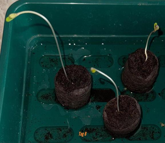 Jack Herer Sensi Seeds 3x (120x60). Week 2