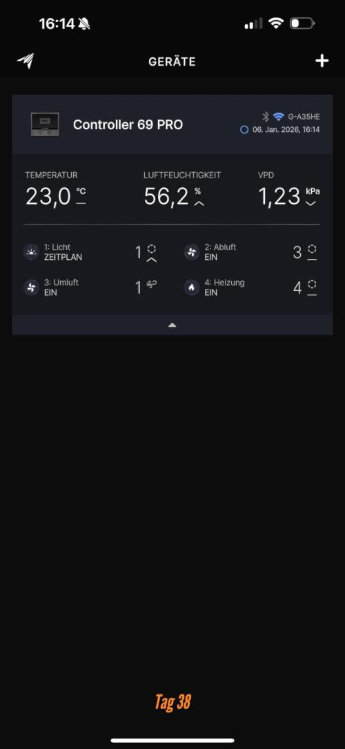 Jack Herer Sensi Seeds 3x (120x60). Week 5