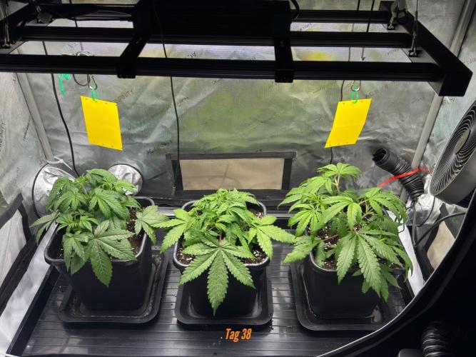 Jack Herer Sensi Seeds 3x (120x60). Week 5