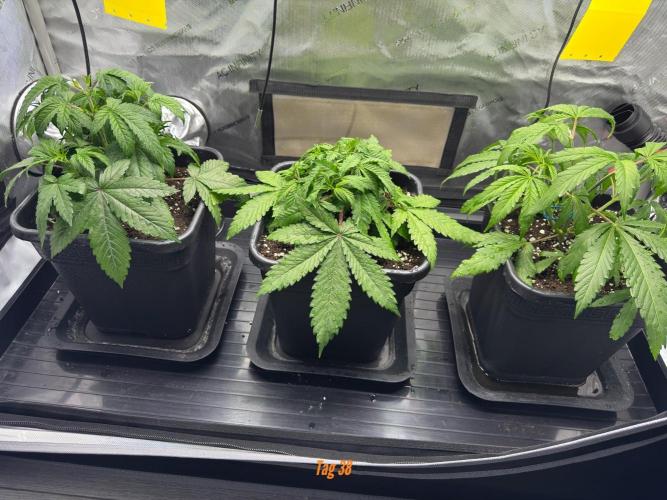 Jack Herer Sensi Seeds 3x (120x60). Week 5