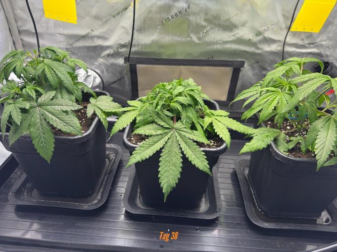 Jack Herer Sensi Seeds 3x (120x60). Week 5