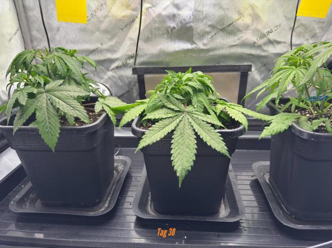 Jack Herer Sensi Seeds 3x (120x60). Week 5