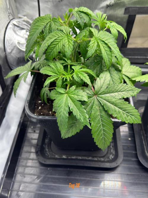 Jack Herer Sensi Seeds 3x (120x60). Week 5