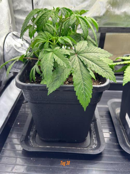 Jack Herer Sensi Seeds 3x (120x60). Week 5