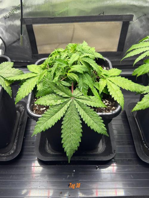 Jack Herer Sensi Seeds 3x (120x60). Week 5