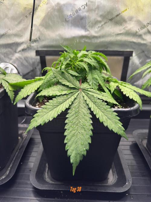 Jack Herer Sensi Seeds 3x (120x60). Week 5