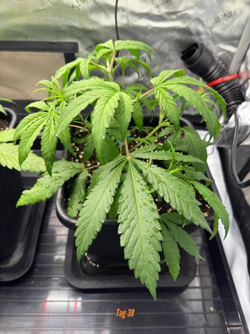 Jack Herer Sensi Seeds 3x (120x60). Week 5