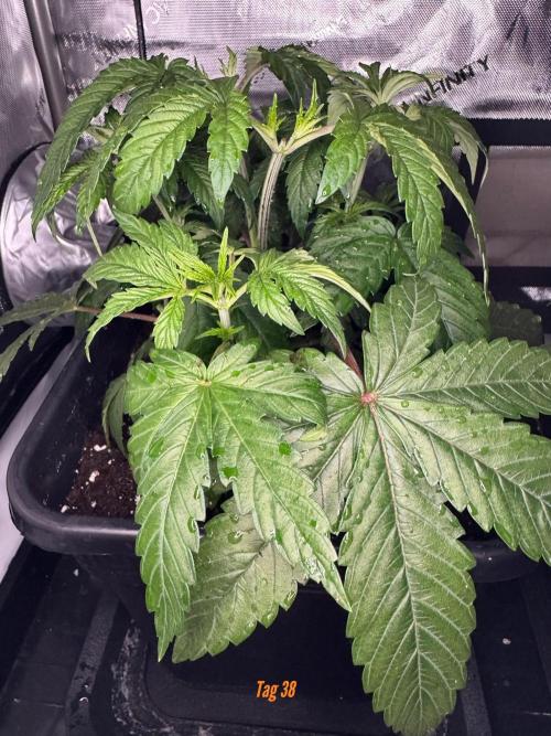 Jack Herer Sensi Seeds 3x (120x60). Week 5