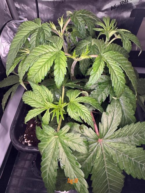 Jack Herer Sensi Seeds 3x (120x60). Week 5