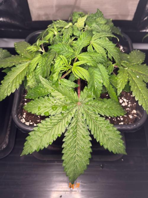 Jack Herer Sensi Seeds 3x (120x60). Week 5