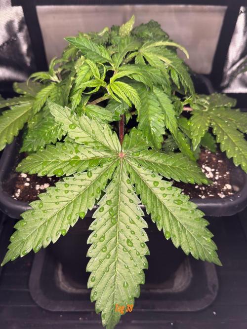 Jack Herer Sensi Seeds 3x (120x60). Week 5