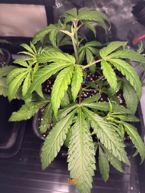 Jack Herer Sensi Seeds 3x (120x60). Week 5