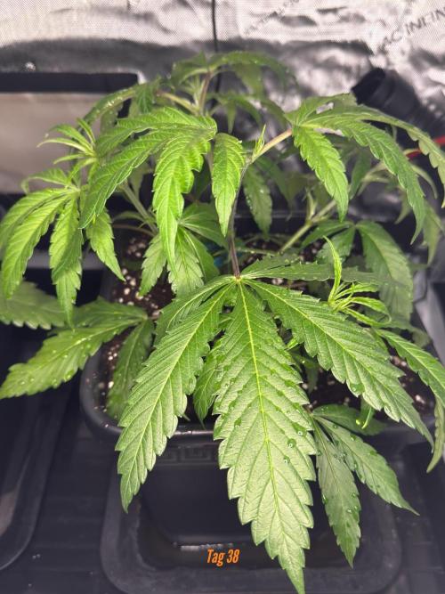 Jack Herer Sensi Seeds 3x (120x60). Week 5