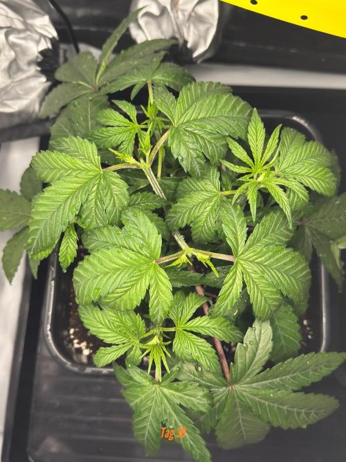 Jack Herer Sensi Seeds 3x (120x60). Week 5