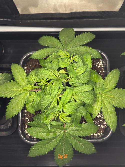 Jack Herer Sensi Seeds 3x (120x60). Week 5
