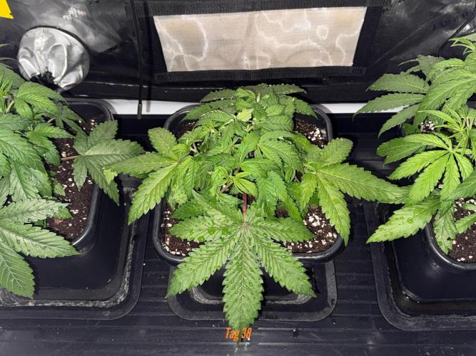Jack Herer Sensi Seeds 3x (120x60). Week 5
