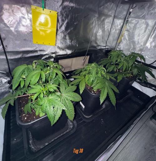 Jack Herer Sensi Seeds 3x (120x60). Week 5