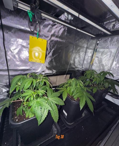 Jack Herer Sensi Seeds 3x (120x60). Week 5