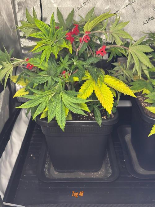 Jack Herer Sensi Seeds 3x (120x60). Week 6