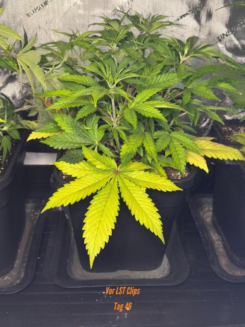 Jack Herer Sensi Seeds 3x (120x60). Week 6