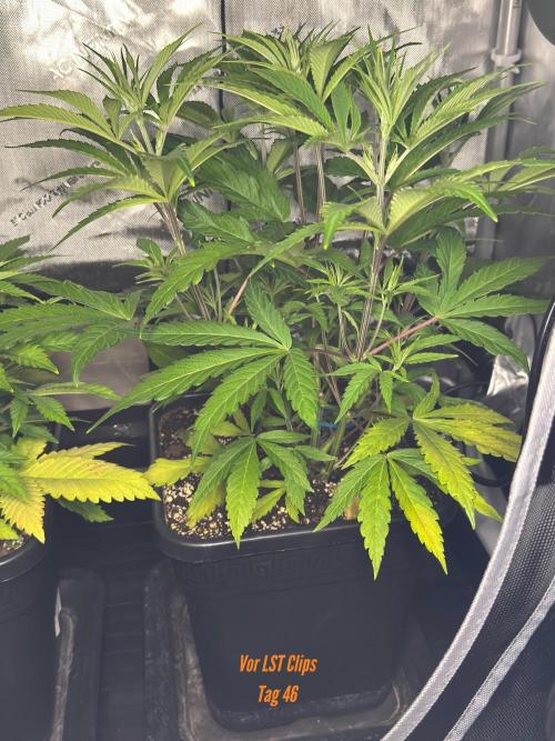Jack Herer Sensi Seeds 3x (120x60). Week 6