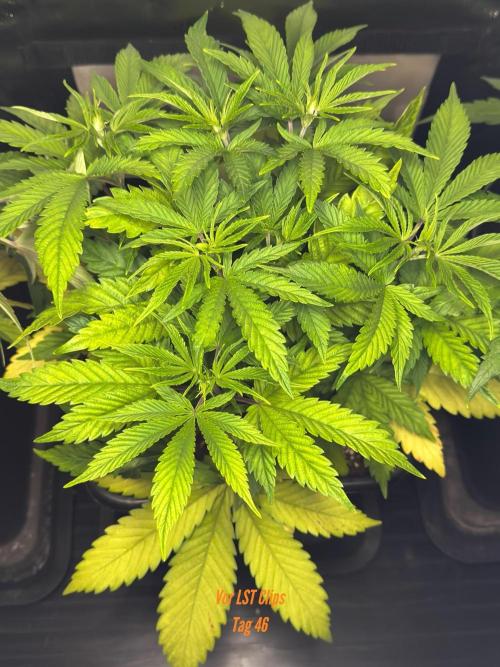 Jack Herer Sensi Seeds 3x (120x60). Week 6