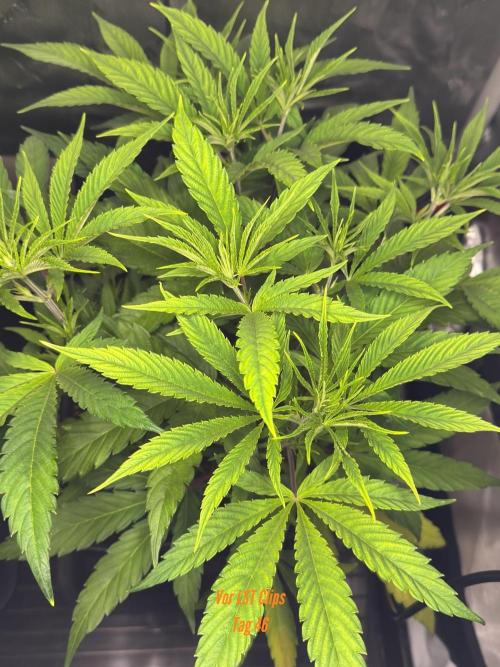 Jack Herer Sensi Seeds 3x (120x60). Week 6