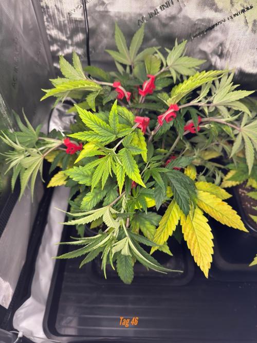 Jack Herer Sensi Seeds 3x (120x60). Week 6