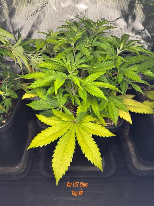 Jack Herer Sensi Seeds 3x (120x60). Week 6