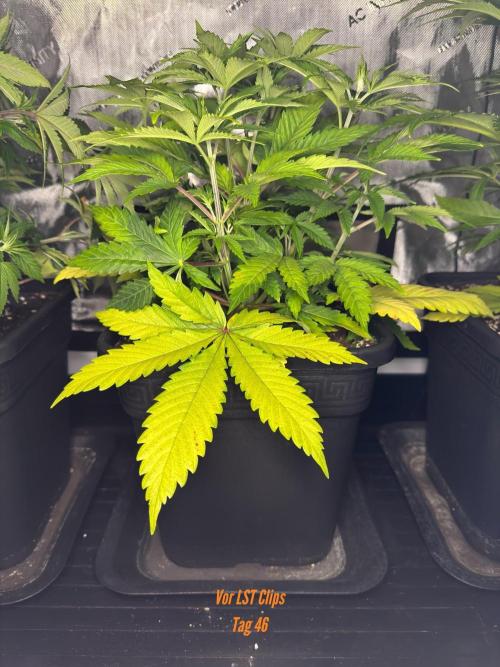 Jack Herer Sensi Seeds 3x (120x60). Week 6