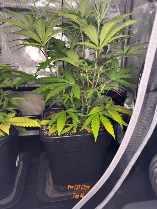 Jack Herer Sensi Seeds 3x (120x60). Week 6
