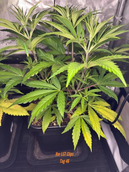 Jack Herer Sensi Seeds 3x (120x60). Week 6