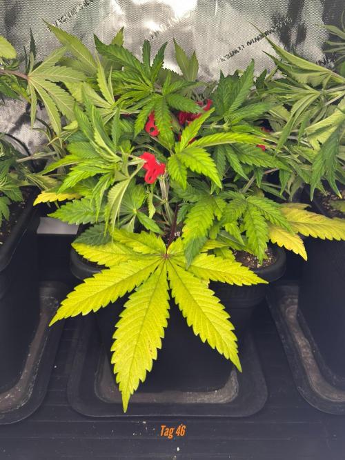 Jack Herer Sensi Seeds 3x (120x60). Week 6