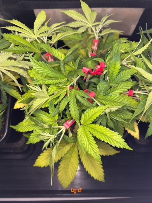 Jack Herer Sensi Seeds 3x (120x60). Week 6