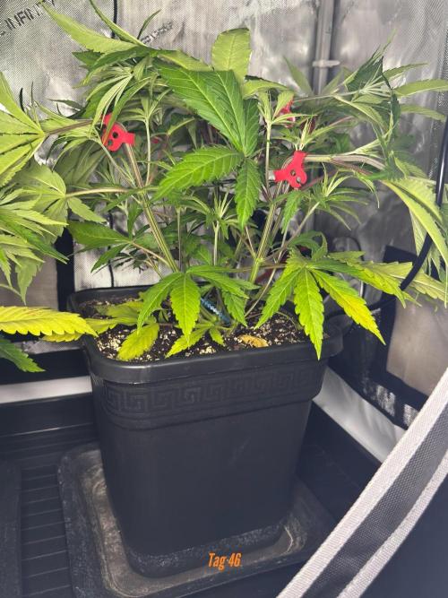 Jack Herer Sensi Seeds 3x (120x60). Week 6