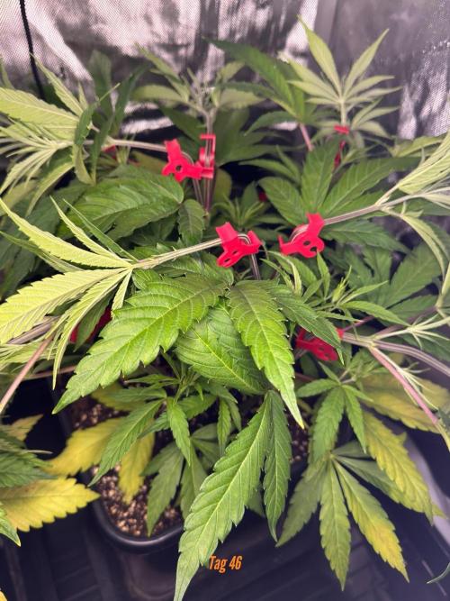 Jack Herer Sensi Seeds 3x (120x60). Week 6