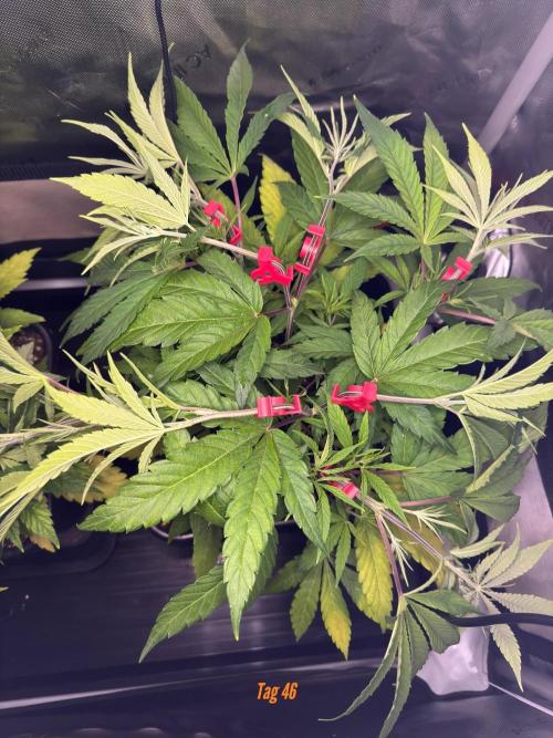 Jack Herer Sensi Seeds 3x (120x60). Week 6