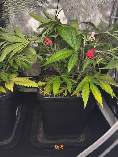 Jack Herer Sensi Seeds 3x (120x60). Week 6