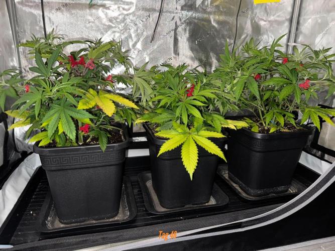 Jack Herer Sensi Seeds 3x (120x60). Week 6