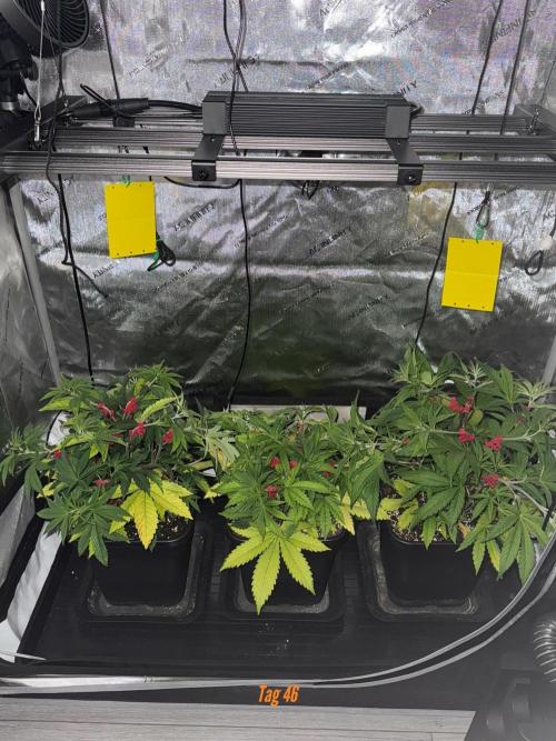 Jack Herer Sensi Seeds 3x (120x60). Week 6