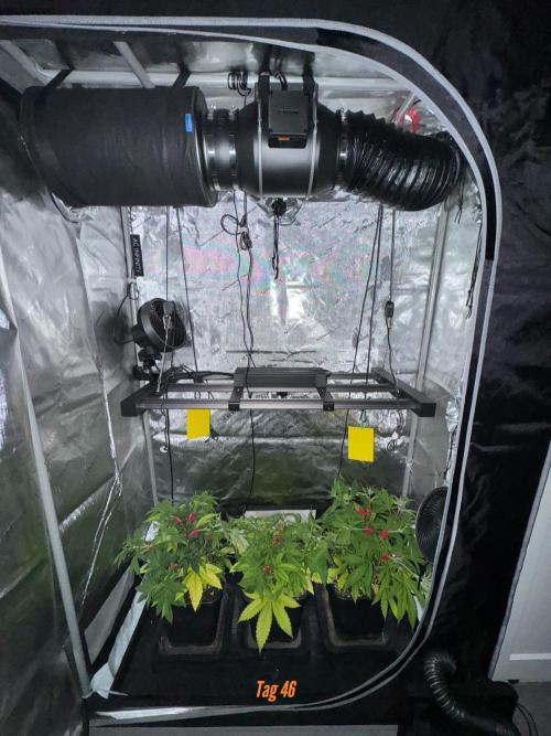 Jack Herer Sensi Seeds 3x (120x60). Week 6