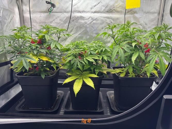 Jack Herer Sensi Seeds 3x (120x60). Week 5