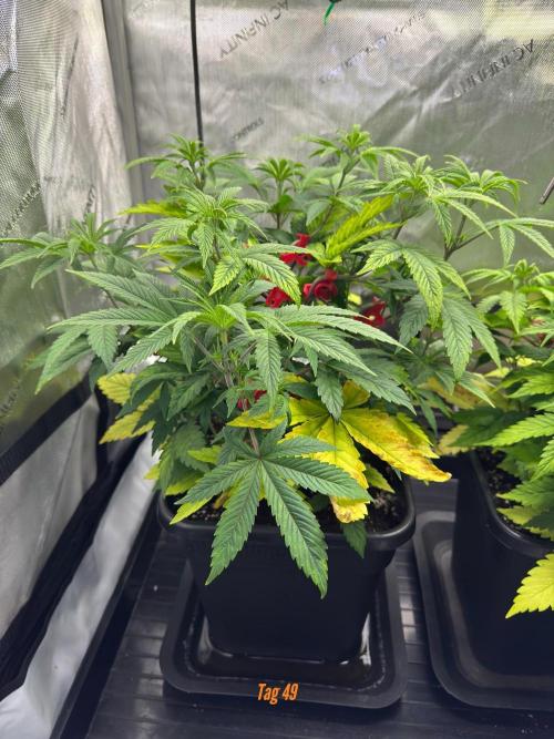 Jack Herer Sensi Seeds 3x (120x60). Week 5