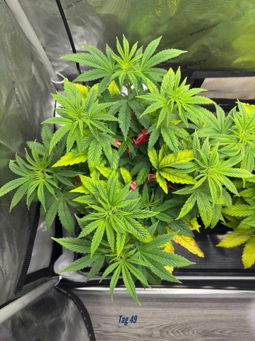 Jack Herer Sensi Seeds 3x (120x60). Week 5