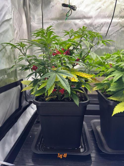 Jack Herer Sensi Seeds 3x (120x60). Week 5