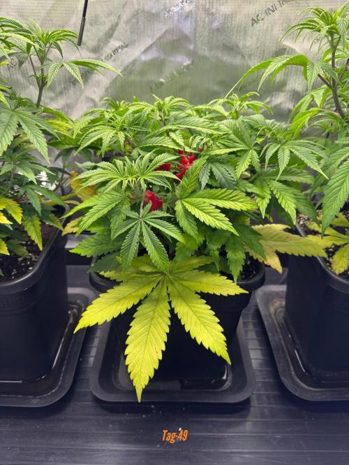 Jack Herer Sensi Seeds 3x (120x60). Week 5