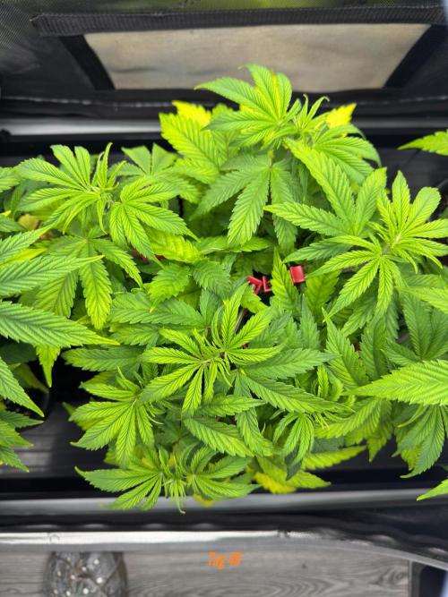 Jack Herer Sensi Seeds 3x (120x60). Week 5